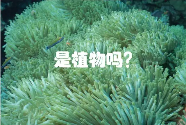 【想想带你学百科】珊瑚，动物仍是动物？（珊瑚的动物）