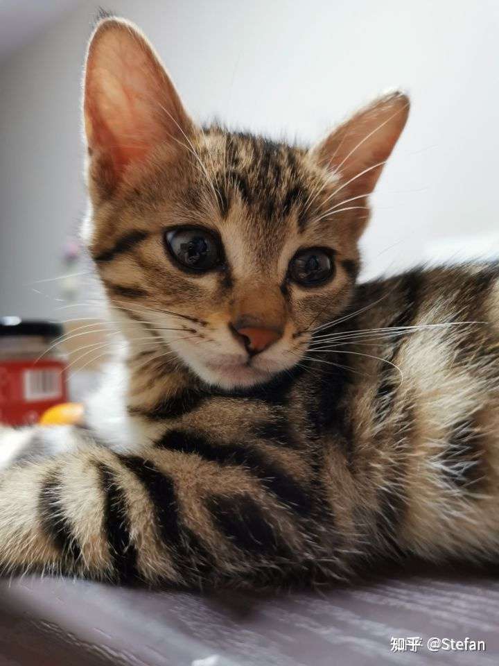 怎么样才能选到一只性格好的小猫咪呢 知乎