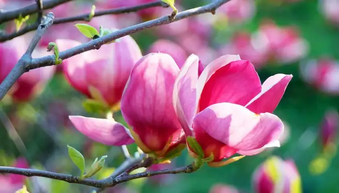 五月上旬诞生花 知乎