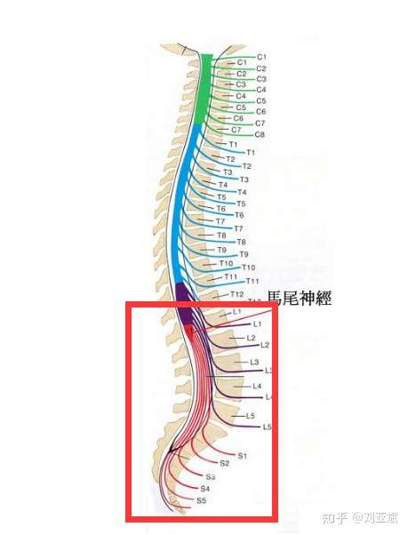 这和马尾神经损伤有什么关系?