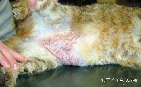 猫咪掉毛厉害，一些地方都秃了，怎么办？ - 知乎