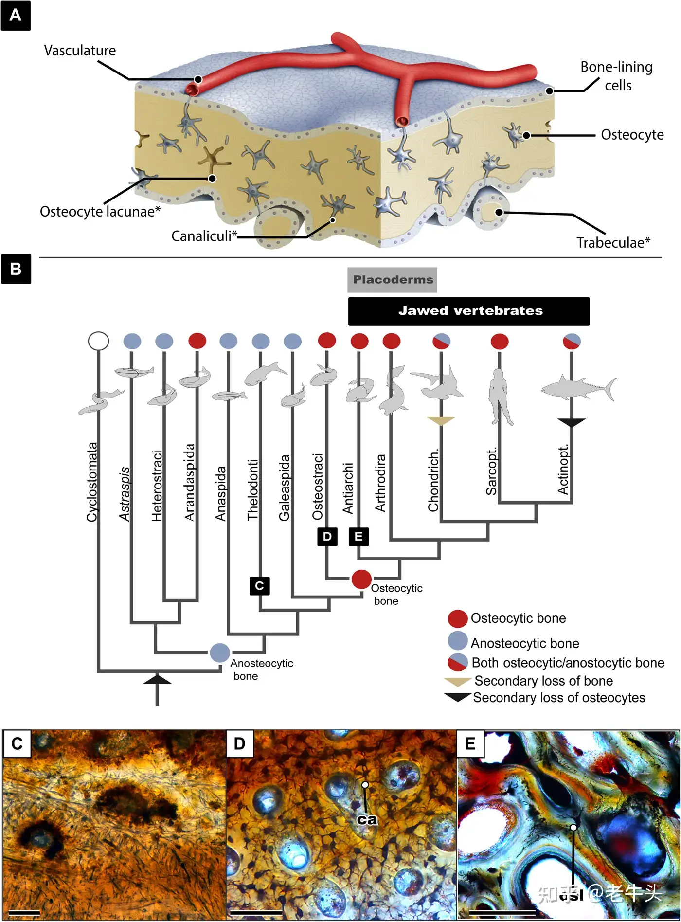 Early Humans' Brains Were More Apelike than Modern