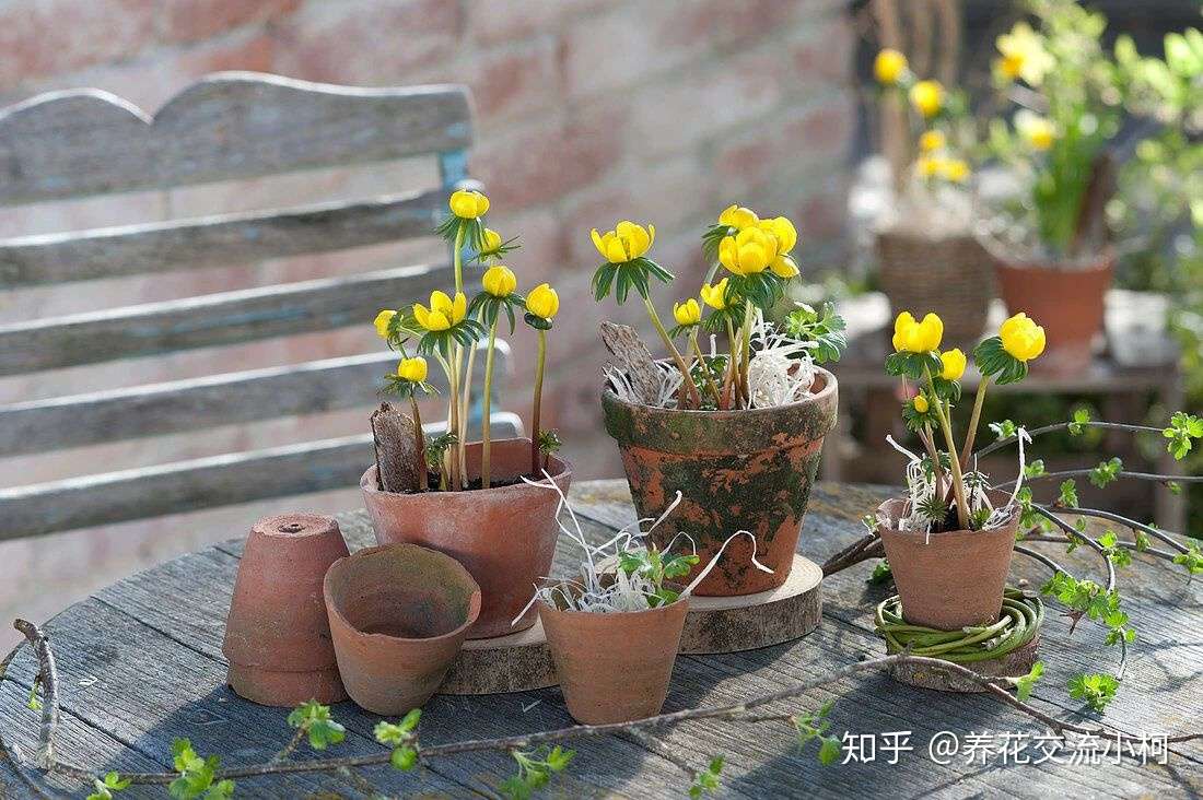 在寒冷的冬春时节灿烂开花的8种观赏花卉 可露养户外 打理简单 知乎