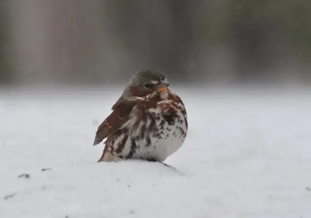 〔俄国〕屠格涅夫《麻雀》抒情散文鉴赏