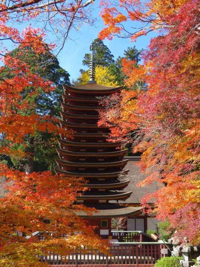 日本有哪些适合观赏红叶的神社 有什么注意事项 知乎