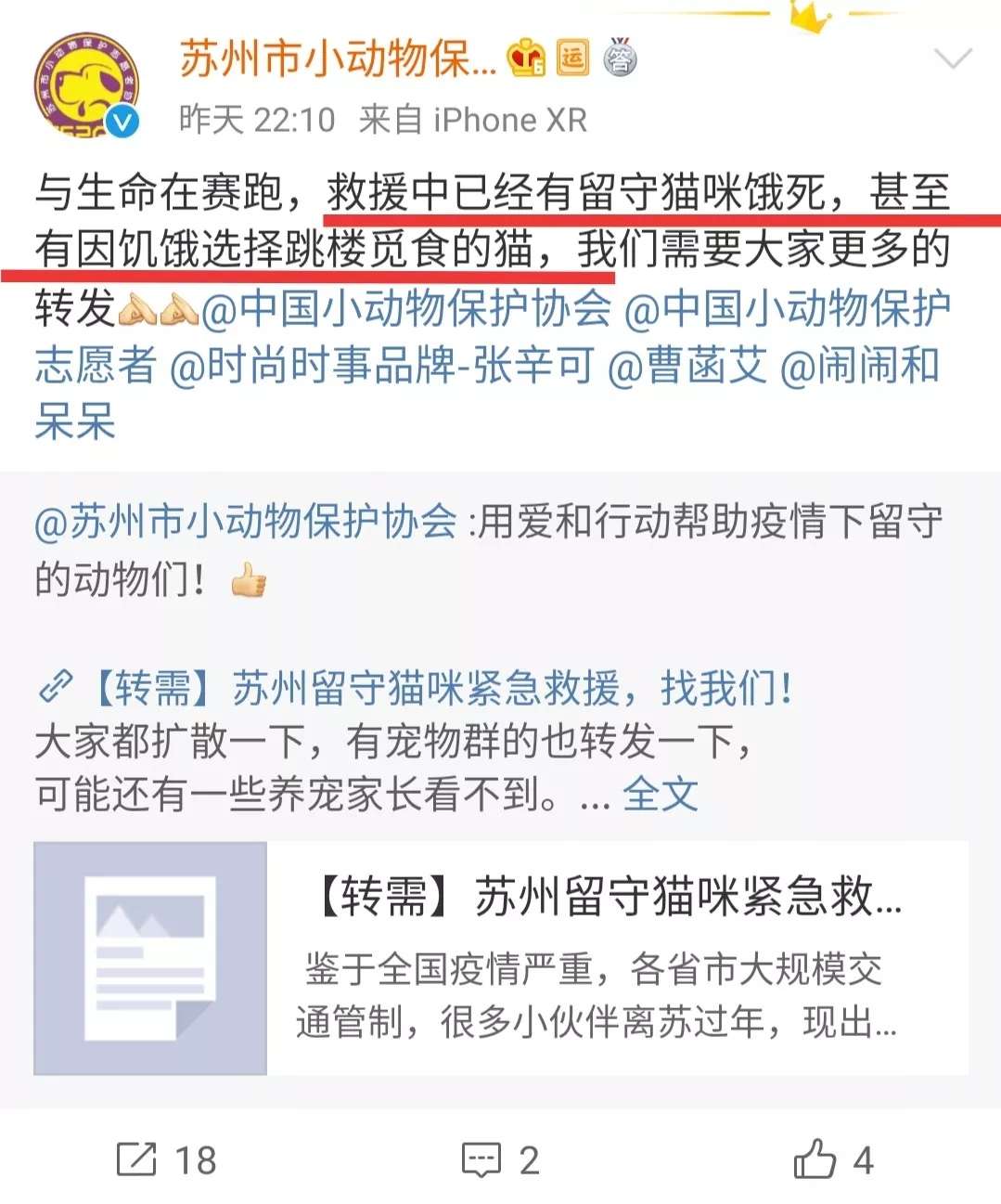 无数猫咪在这个春节死去 请别再把猫单独留在家里 知乎