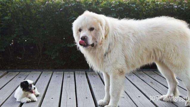 狗狗寿命排行榜 最长寿的3种狗和最短命的3种狗 有你家狗吗 知乎