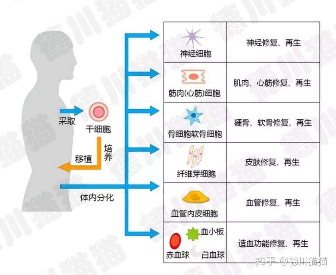 日本再生医疗 抗衰防老界的最强王者 知乎