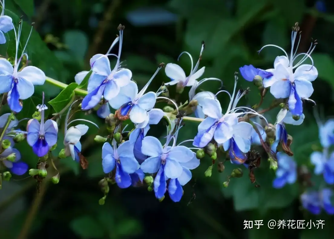 开花植物中 蓝色 很少见 如果你喜欢蓝色花 给大家推荐17种 知乎