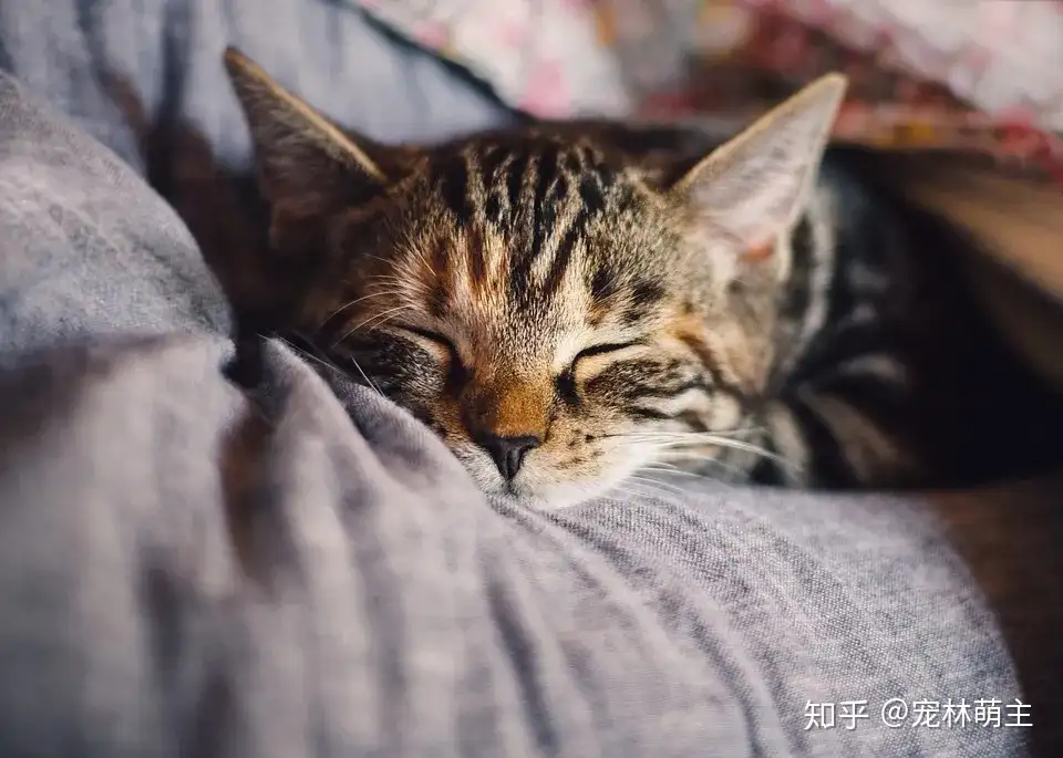 当你知道养猫一个月的花费 你还会选择养猫吗 知乎