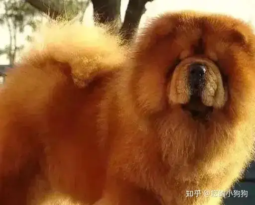 如何区分大型犬 中型犬 小型犬 知乎
