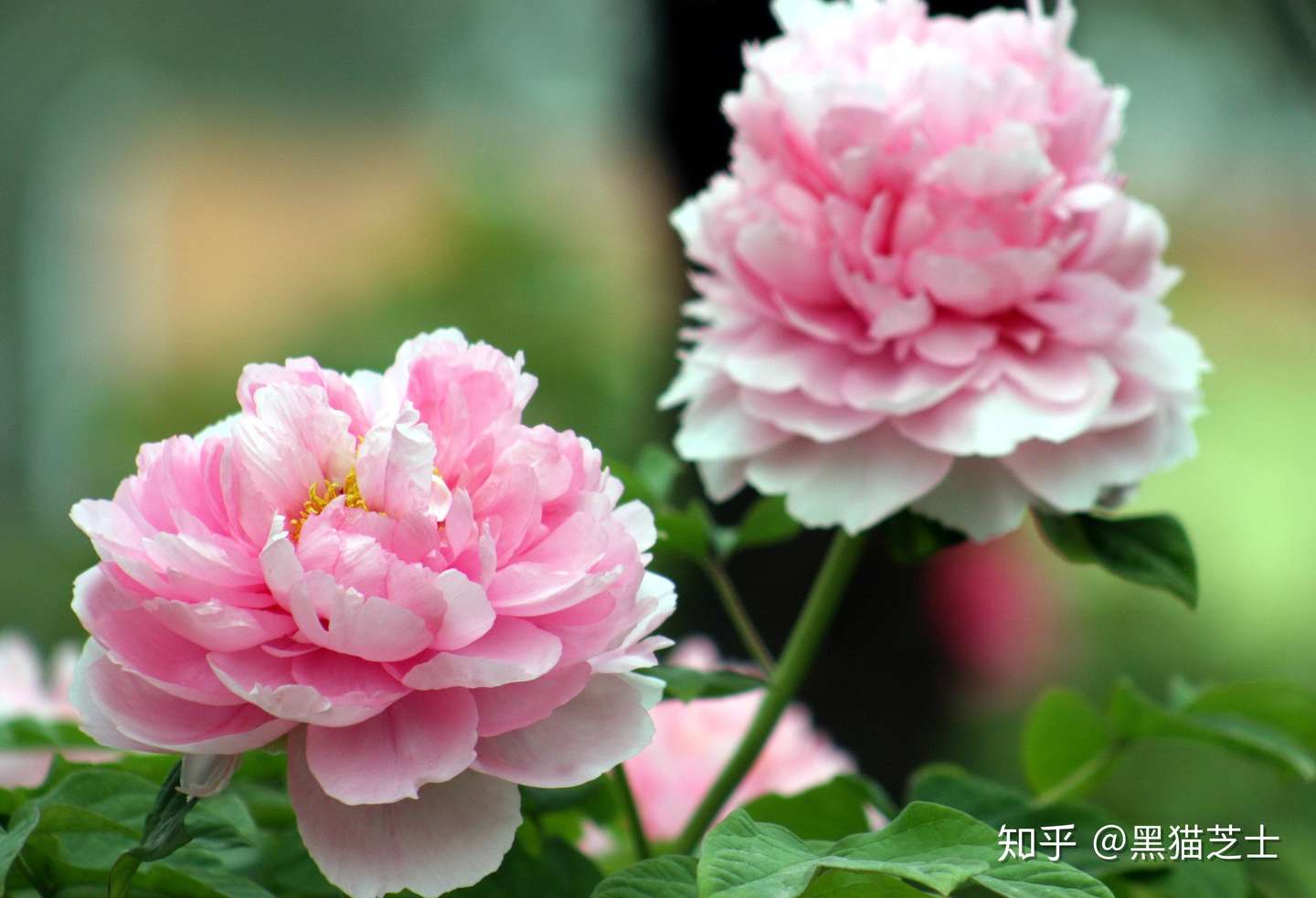 您有一份官家的赏花钓鱼会邀请 穿越到 清平乐 的宋仁宗时代 该如何应对 知乎