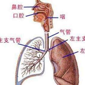 呼吸系统 知乎