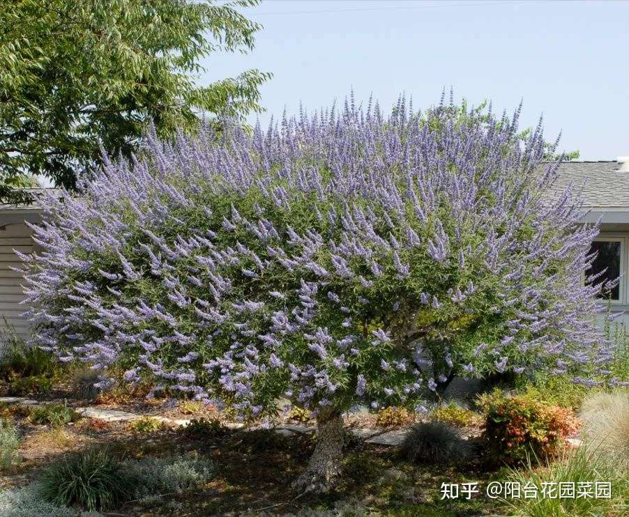 6种 北方花 漂亮耐风寒 花园种一棵 能活几十年 知乎