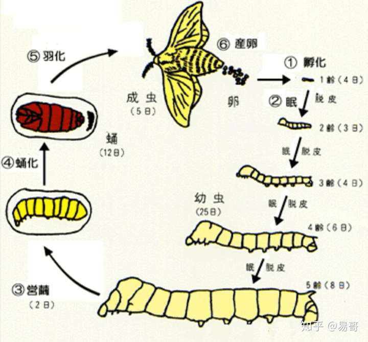 蝉的生长过程流程图图片