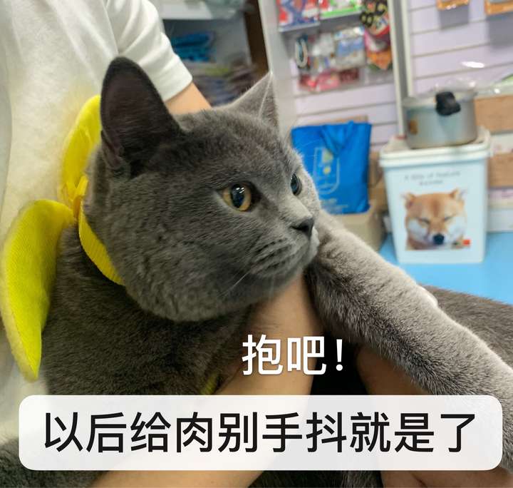 在你情绪低落的时候,猫咪会安慰你吗?