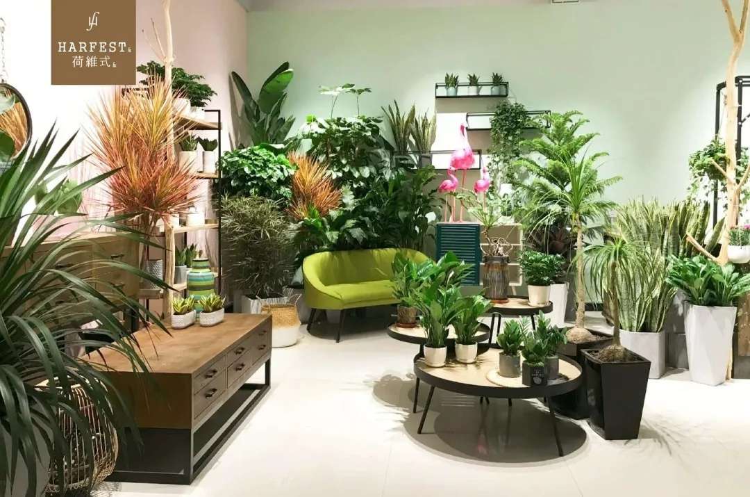 从 三角花屋 到 荷维式 劳姐和她的 千城万店 知乎 从 三角花屋 到 荷维式 劳姐和她的 千城万店 知乎