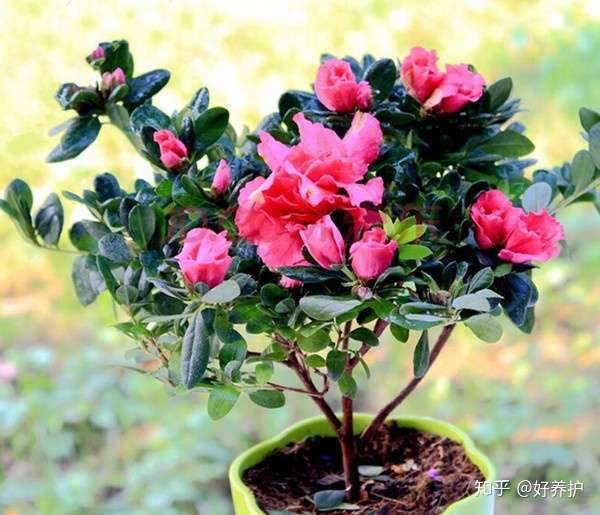 盘点10大最美的杜鹃花品种 知乎