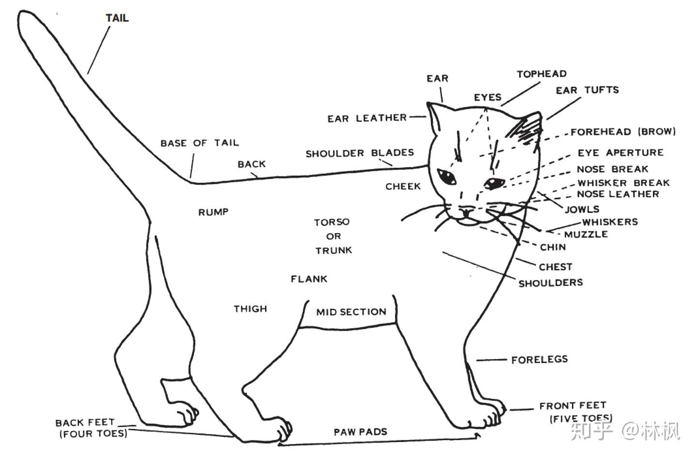 世面能看到的所有纯种猫简介 知乎