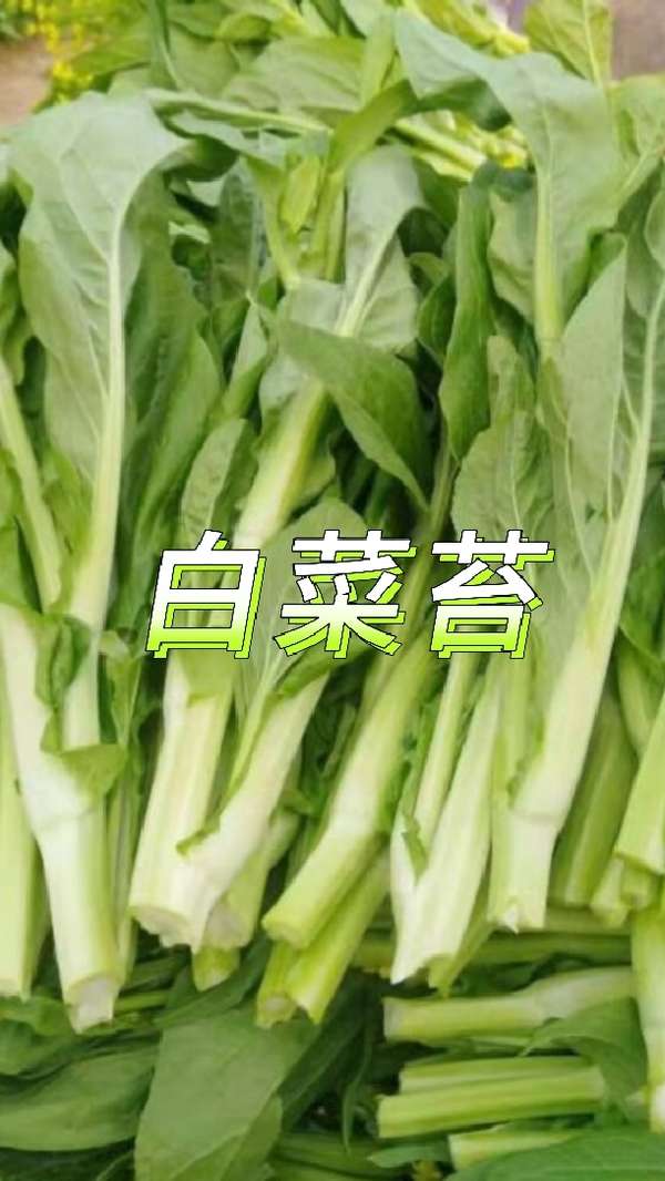 广心菜和白菜苔图片