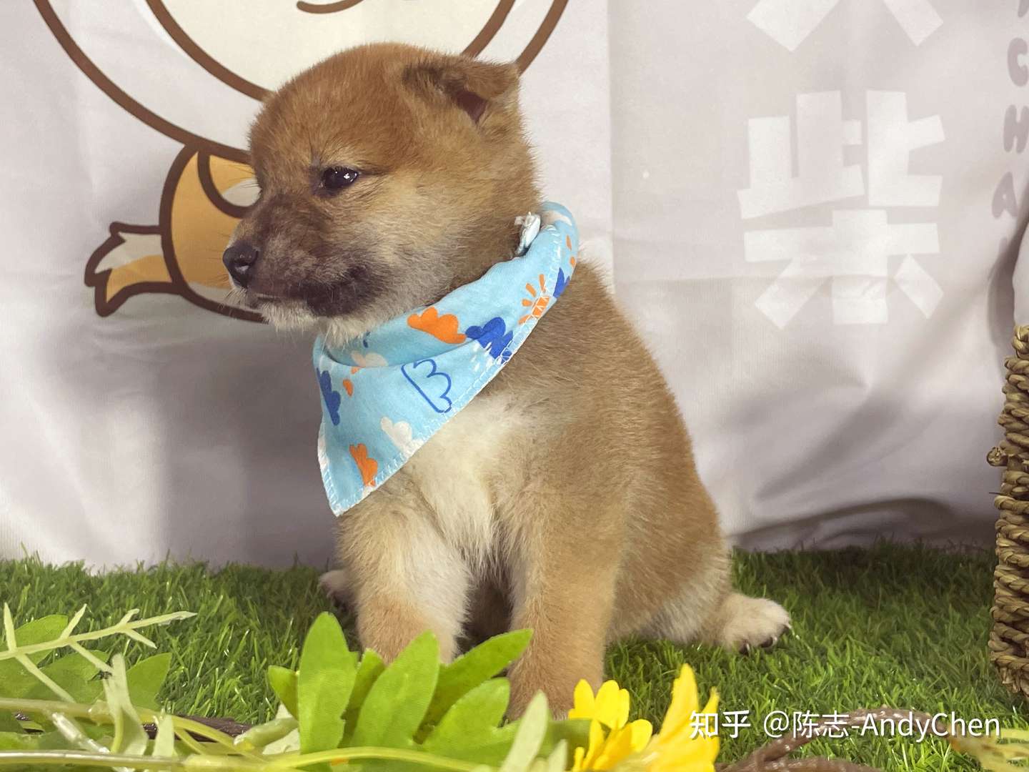 柴犬适合楼房养吗 柴犬适合什么人养 知乎 柴犬适合楼房养吗 柴犬适合什么人养 知乎