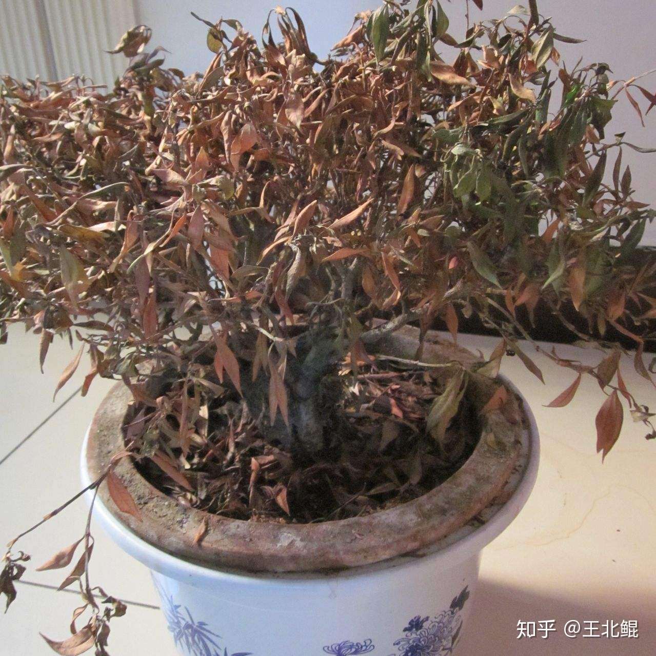 你家花的100种死法 知乎