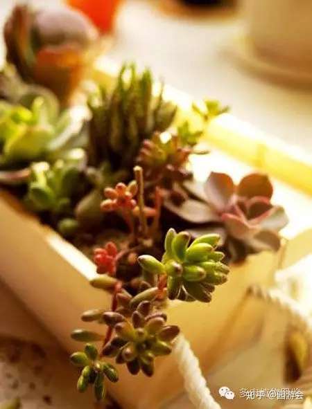 你不知道的多肉家居摆放风水 知乎