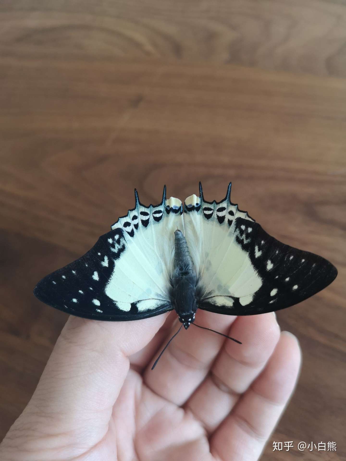 忘忧尾蛱蝶羽化补图 知乎