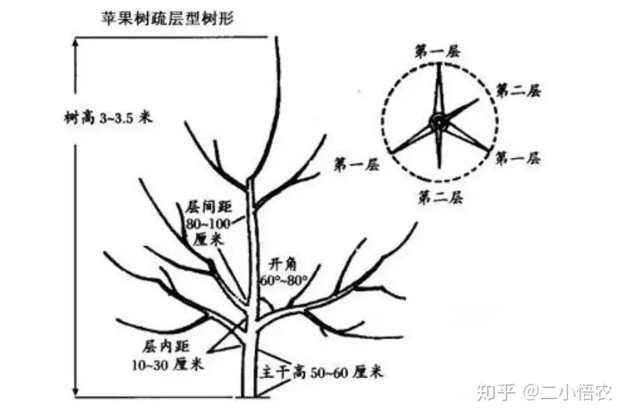 4月份，苹果树管理要点，一定要看！ - 知乎