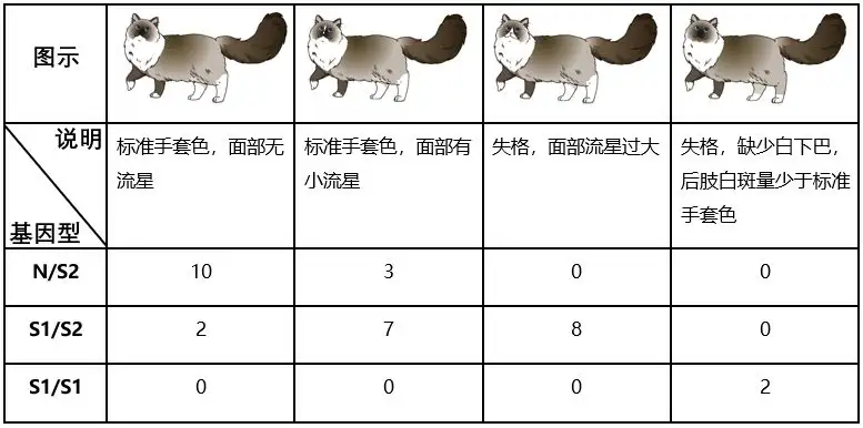布偶猫花色基因研究进展 知乎