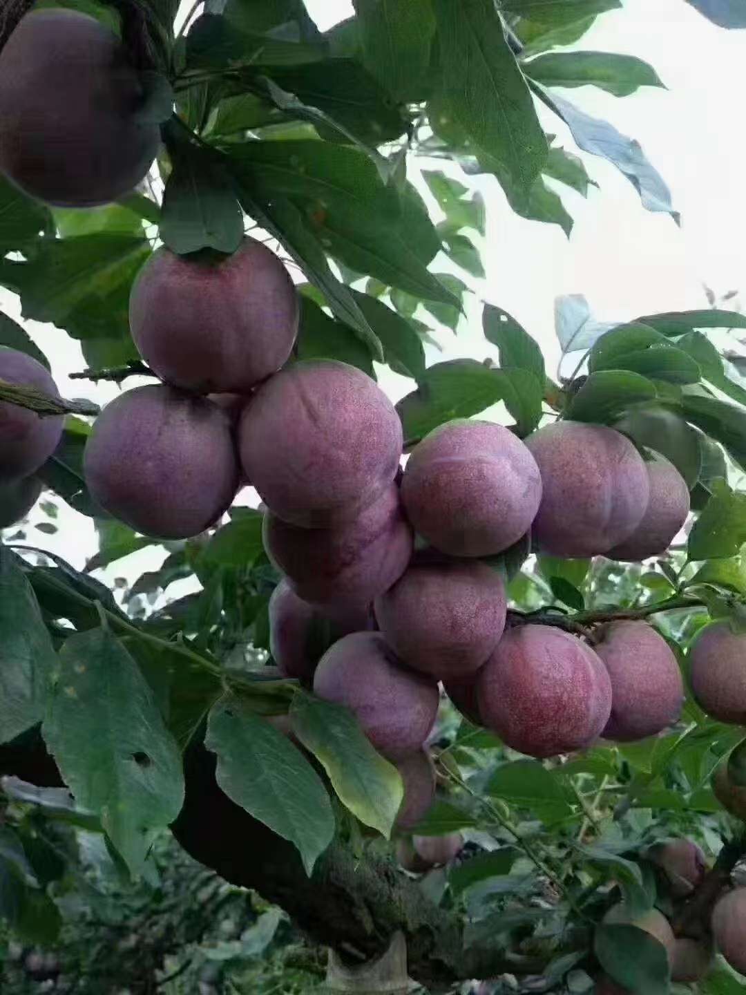 国国国 的想法: 高山芙蓉李 | 自家种的水果,挂果了,一… - 知乎