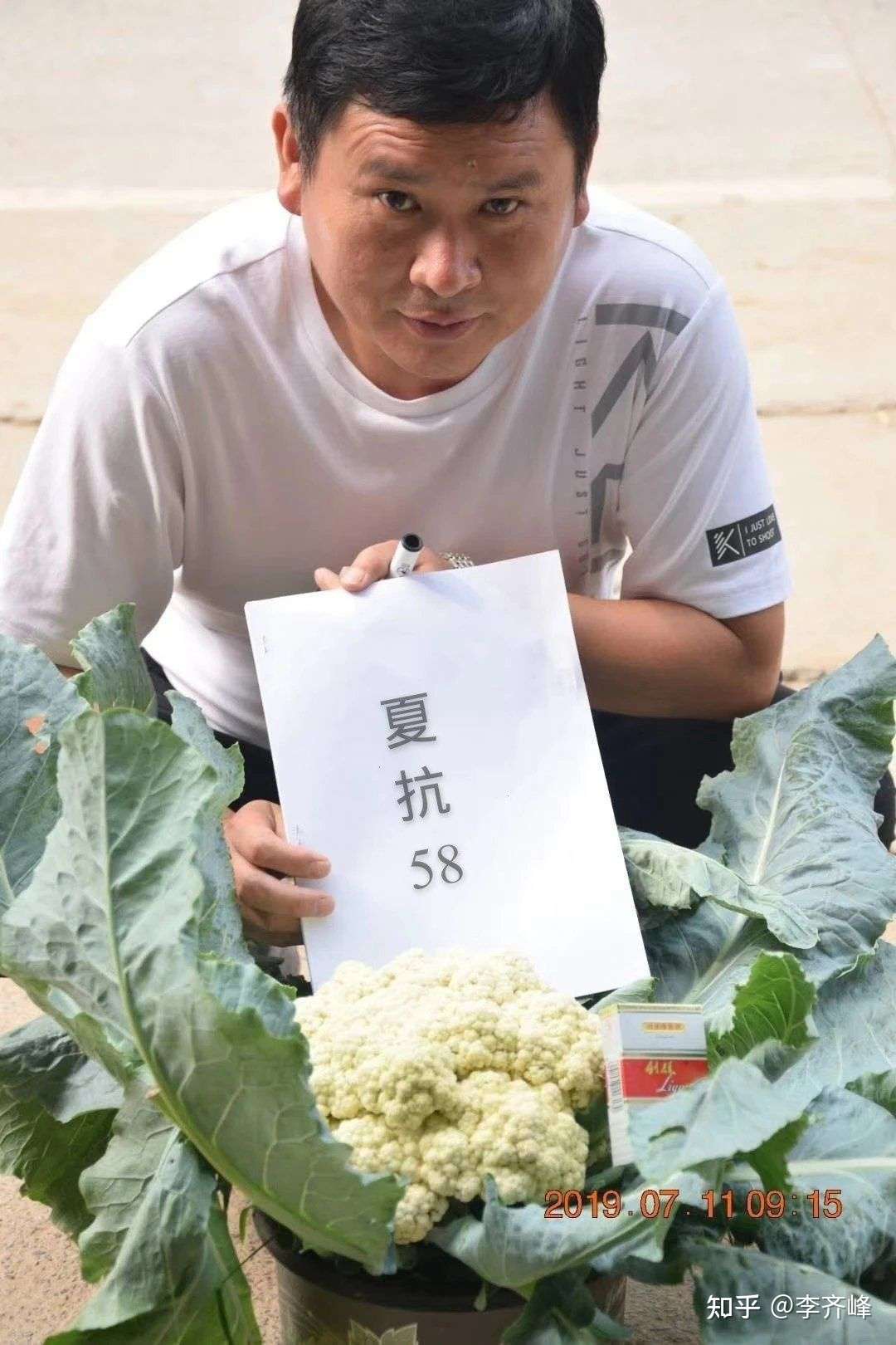 抗热耐雨耐晒免盖球松花菜夏抗58 60种植技术 知乎