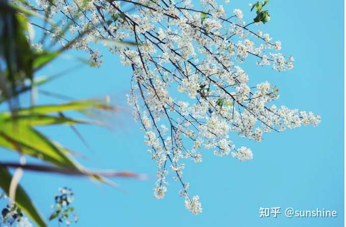中文教学 26个春天的成语 原来都出自诗词 知乎