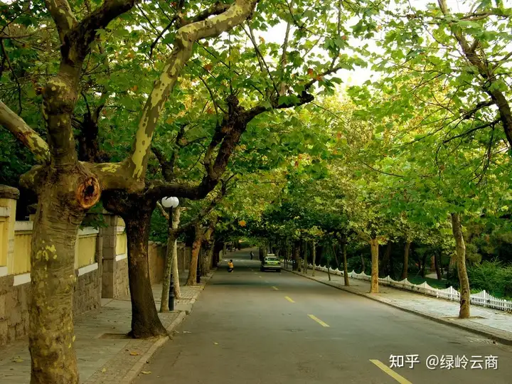 法桐，构建城市呼吸新方式