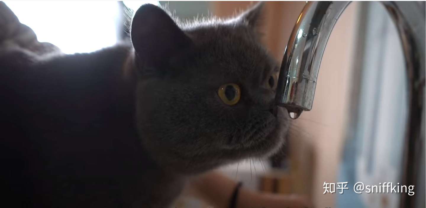 猫咪为什么喜欢用爪子蘸水喝 这样更好喝吗 知乎