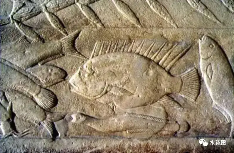 中国古代水产著作与两本养鱼古代专业书籍 范蠡 养鱼经 和黄省曾 种鱼经 知乎