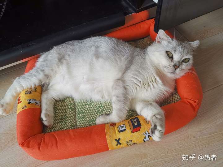 银渐层返祖是串还是纯种