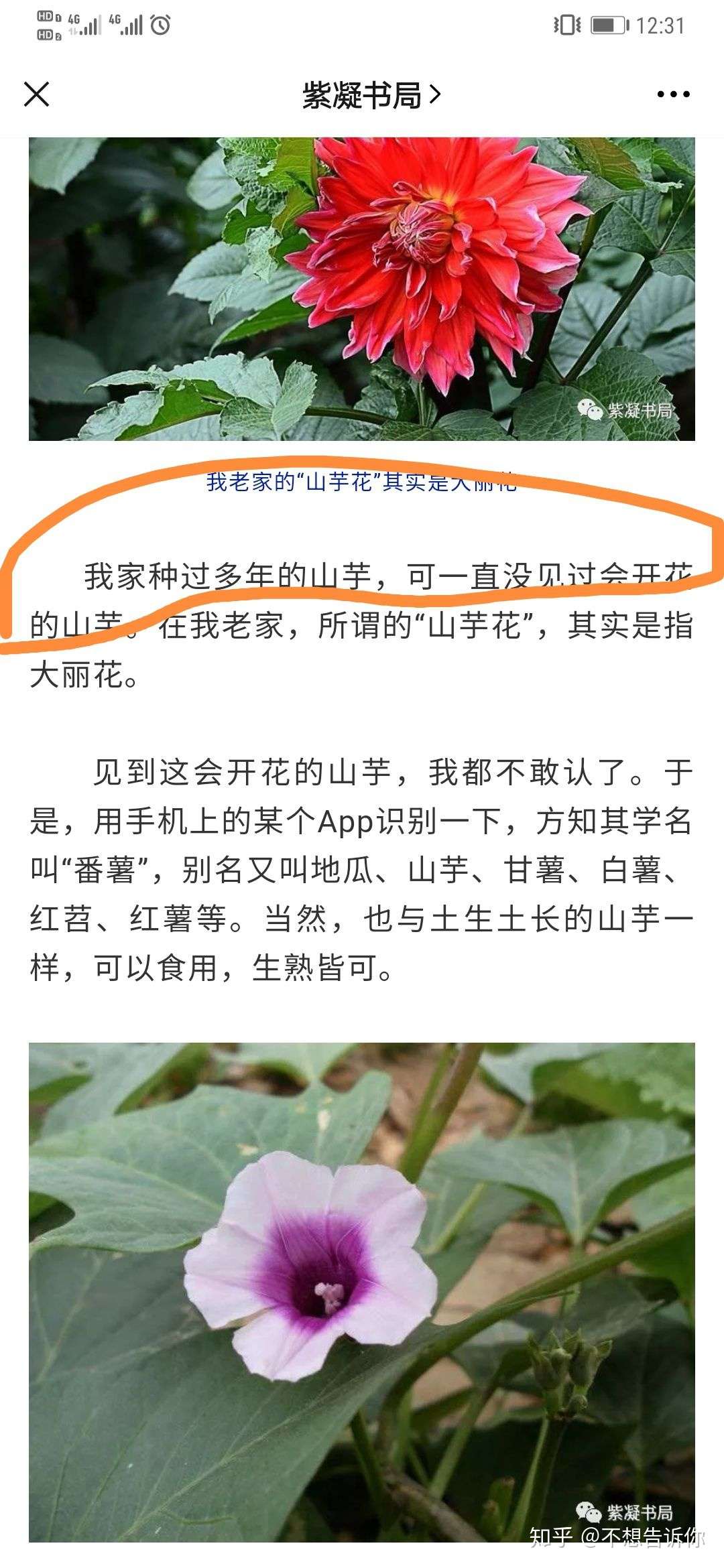 难得一见 紫薯开花 知乎