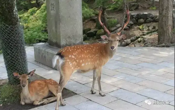 日本鹿（和鹿） 3段角-