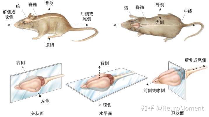 解剖 神经系统的结构是怎么样的 知乎