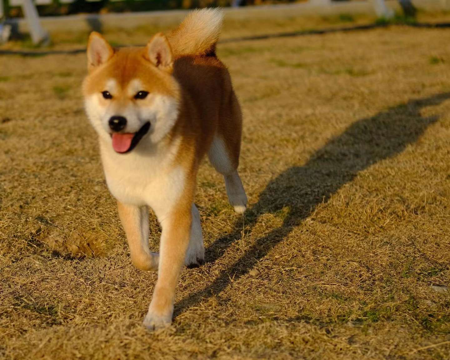 柴犬的由来 知乎
