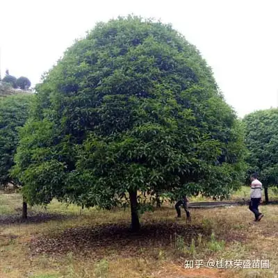 怎么修剪桂花树才能有漂亮树型 知乎