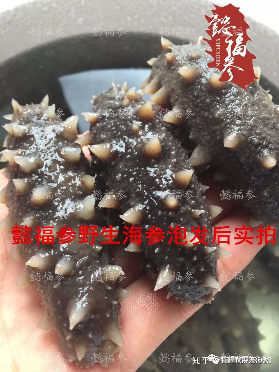 海参品种那么多 都有什么区别 看完这品文章秒懂 知乎