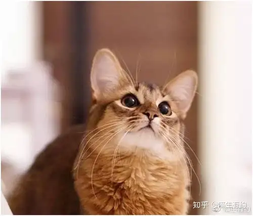 买什么猫好？好动又爱玩水的猴子猫——索马里猫- 知乎