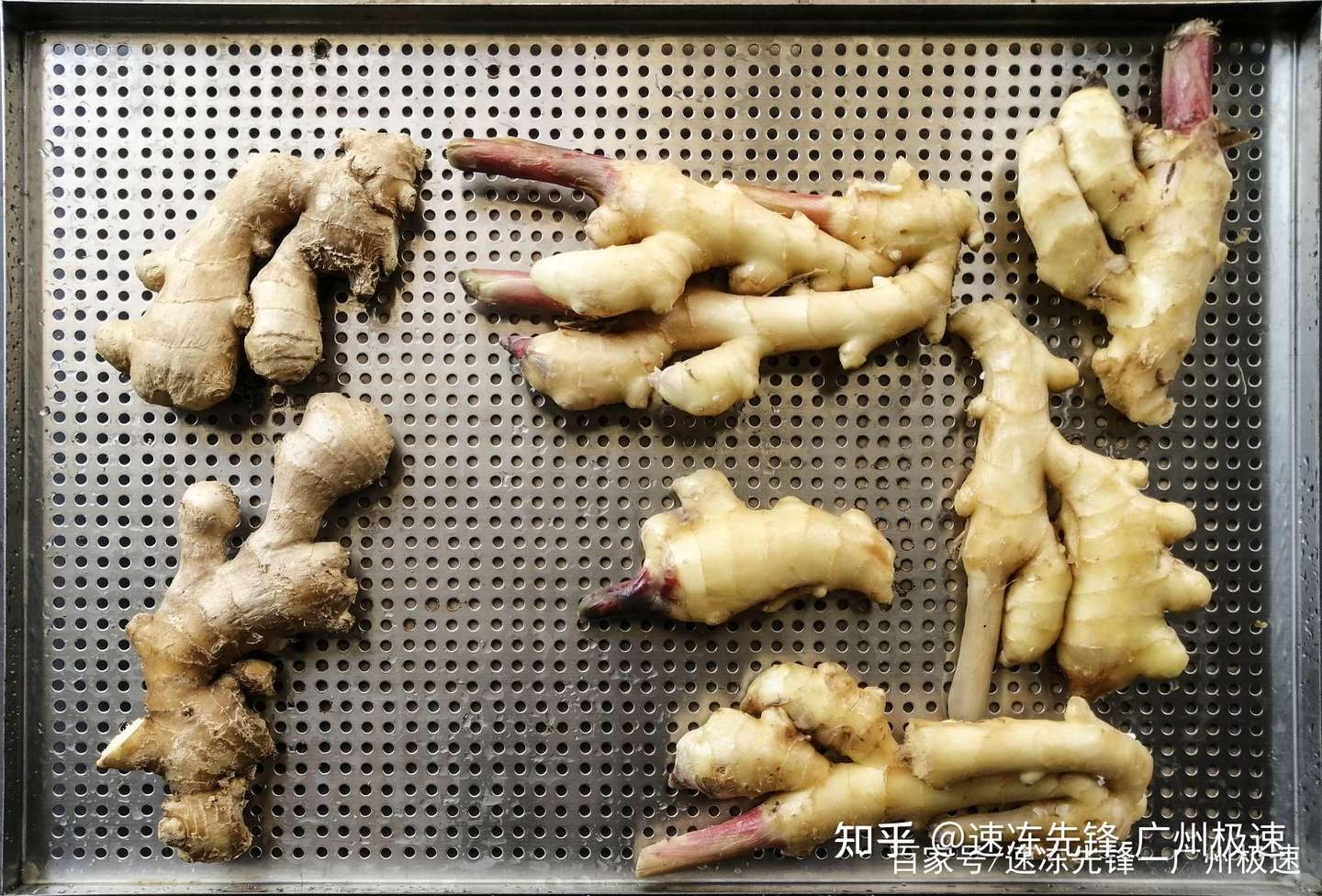 你知道液氮速冻生姜是的效果吗 知乎