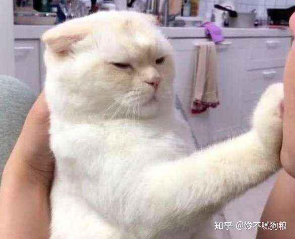 这5种猫咪 属于典型的 白眼狼 最喜欢欺负主人 知乎
