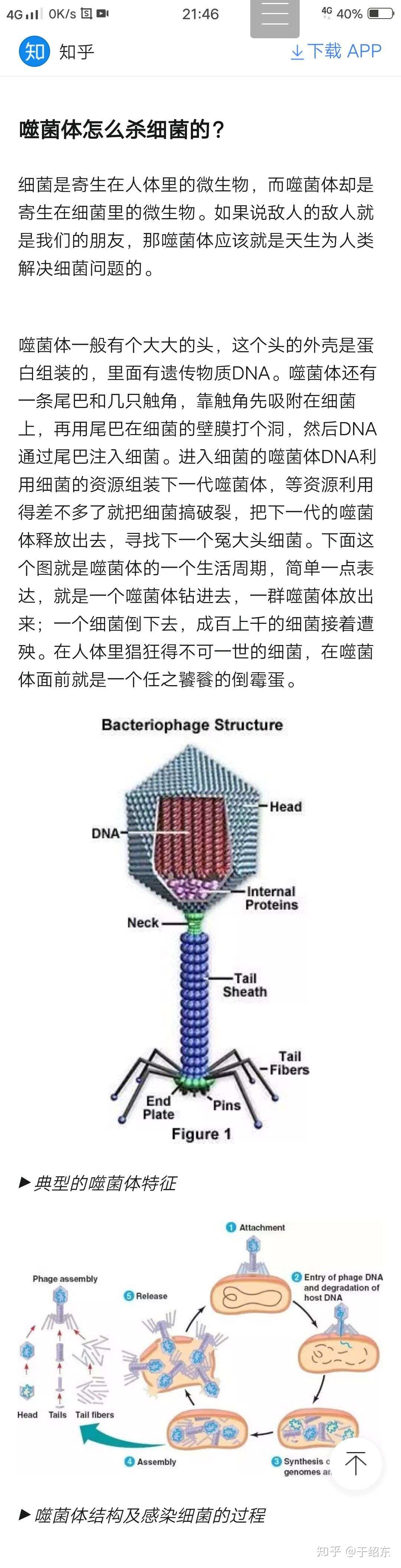 菌体