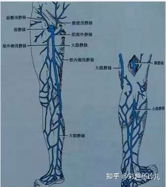 四肢静脉的超声检查