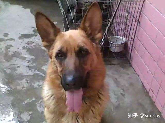 当年还流行黄脸德牧  现在流行大黑脸   而且城里人变多了,养大狗不