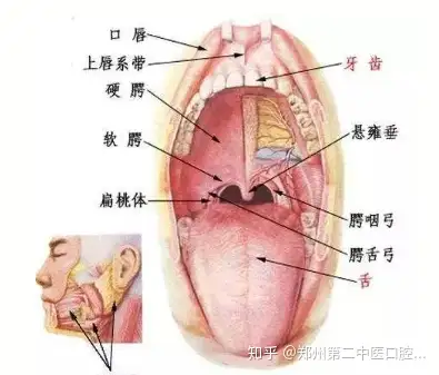 注意 精神压力大可诱发口腔扁平苔癣 知乎